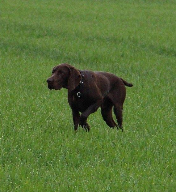 Bibo von den Welfen