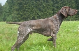 Cyrus vom Moosbach