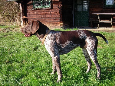 diego
