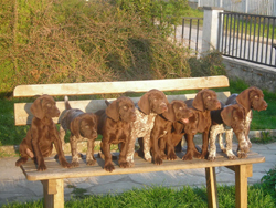 Hunde aus meinem ersten Wurf Hunde aus meinem ersten Wurf